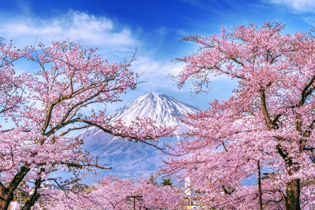 Cherry Blossoms in Japan | Stay Connected with Japan eSIM