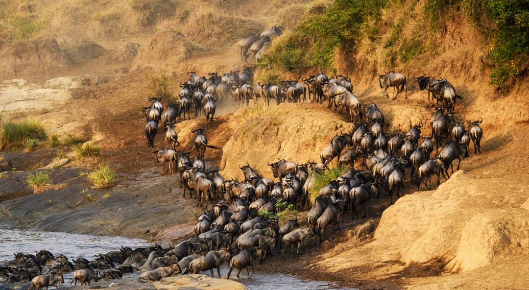 The Great Migration Travel Tips for Kenya and Tanzania